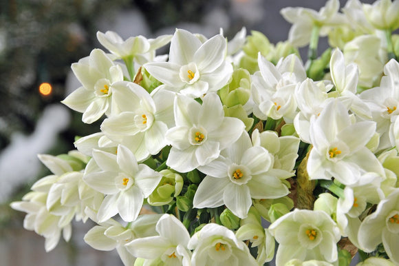 Achat Narcisses Paperwhite