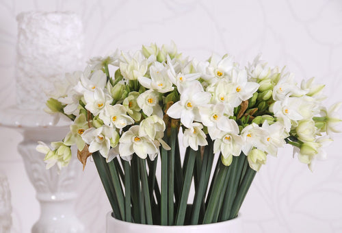 Narcissus d’intérieur Paperwhites (Ziva)