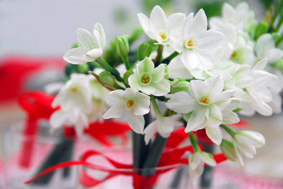 Bulbes de Narcisses Ziva Paperwhite