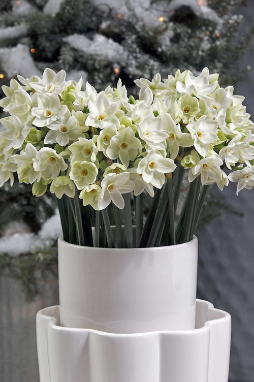 Narcisse d'Intérieur Paperwhite Ziva