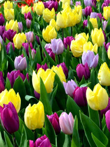 Tulipe Phillie Pastel Mix