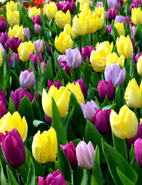Mélange de tulipes unique - Tulipe Phillie Pastel Mix