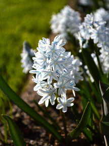 Puschkinia Libanotica (Lebanon Squill)