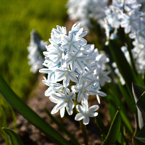 Puschkinia Libanotica (Lebanon Squill)