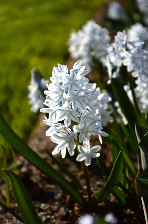 Puschkinia Libanotica (Lebanon Squill)