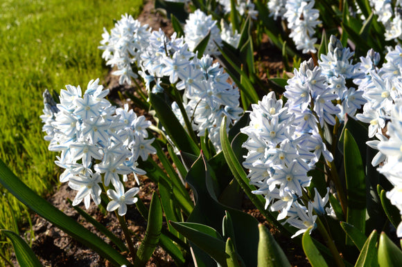 Acheter Puschkinia libanotica Lebanon Squill