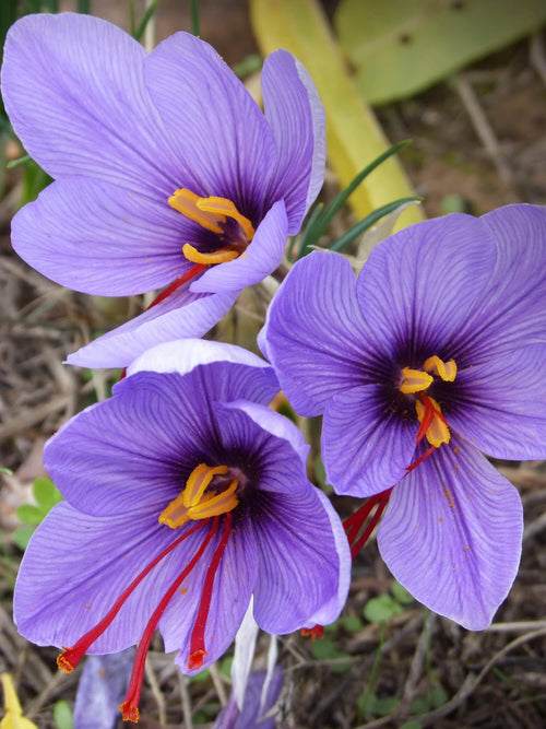 Bulbes de safran, Crocus Sativus