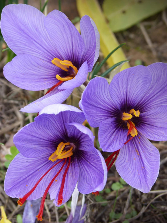 Bulbes de safran, Crocus Sativus