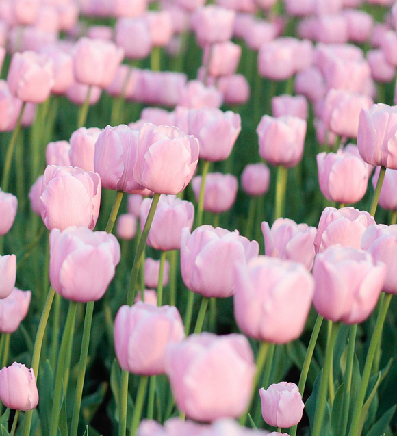 Tulipe Jumbo Rose - Bulbes à Fleurs | DutchGrown™
