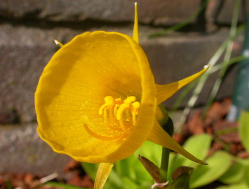 Le Narcisse Golden Bells, des fleurs de couleur jaune-beurre