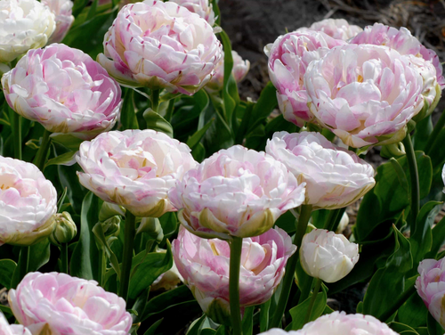 Tulipe Danceline - Bulbes à Fleurs | DutchGrown™
