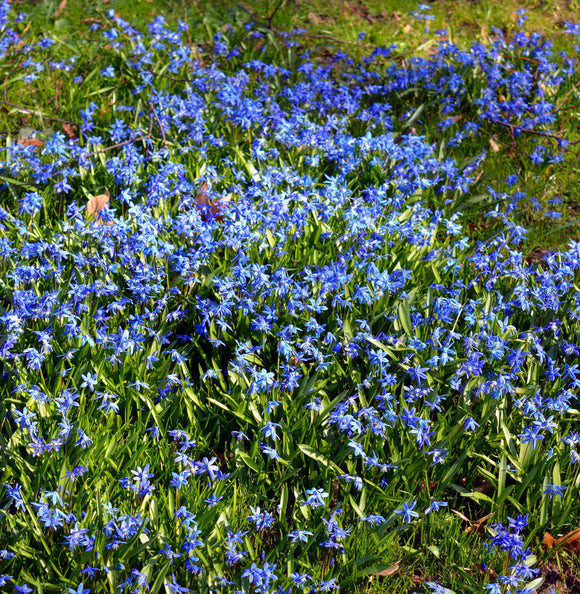 Scilla Siberica - Bulbes de Jacinthes