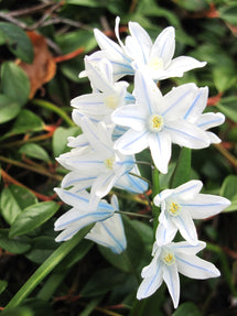 Scilla Tubergeniana (Squill blanc)