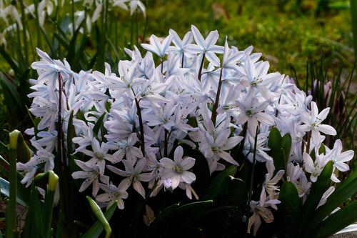 Achetez des bulbes à fleurs Scilla Tubergeniana