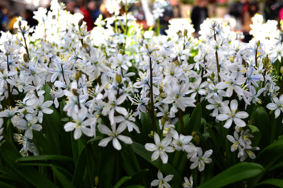 White squill bulbs shipping to the UK