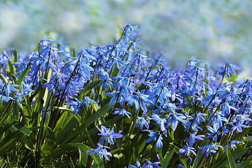 Acheter Scilles Siberica - Scilla Siberica