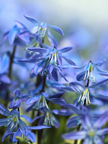 Scilla Siberica (Scille de Sibérie)