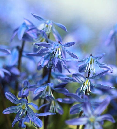 Scilla Siberica (Scille de Sibérie)