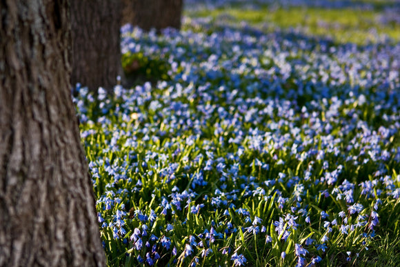 Scille de Sibérie - Scilla siberica