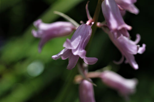 Jacinthe des bois Hyacinthoides hispanica Dainty Maid Pink