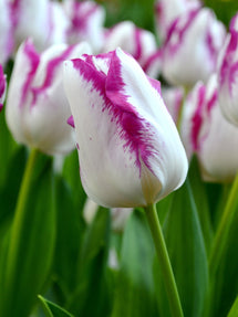 Tulipe Affaire