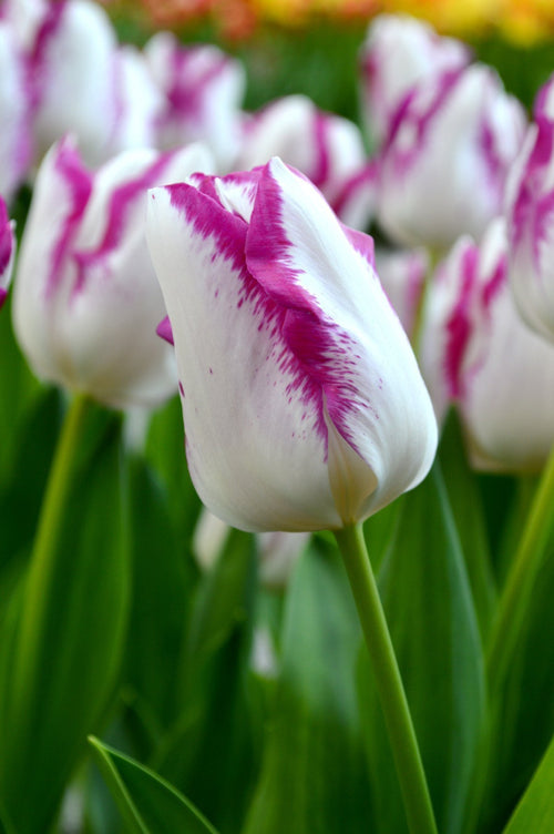 Acheter des bulbes de tulipes - Tulipe Affaire