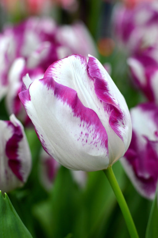 Tulipe Affaire - Bulbes à fleurs de DutchGrown™