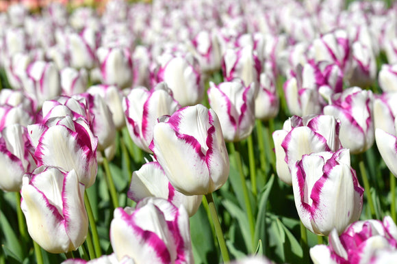 Tulipe Affaire - bulbes de tulipes de Hollande
