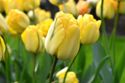 Tulipe Akebono - Bulbes à Fleurs | DutchGrown™