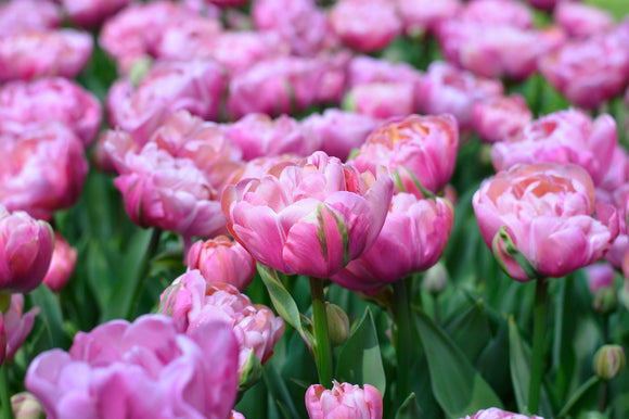 Tulipe Amazing Grace - Bulbes à Fleurs | DutchGrown™