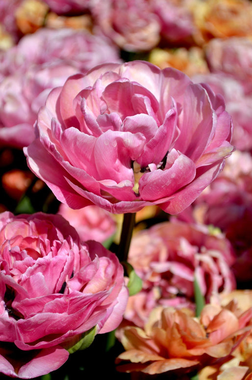 Acheter des bulbes de tulipes - Tulipe Amazing Grace