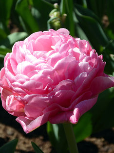 Tulipe Amazing Grace
