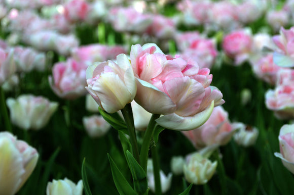 Bulbes de tulipes de Hollande - Livraison en France