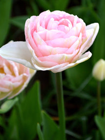 Tulipe Angelique