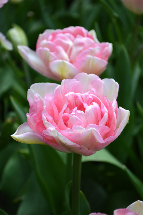Achetez des bulbes de tulipes - Tulipe Angelique