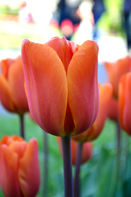Tulipe King's Orange - DutchGrown™