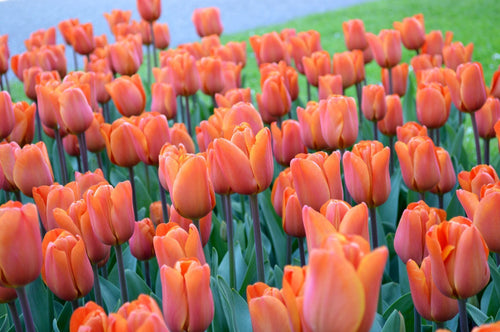 Tulipe King's Orange - Bulbes de tulipes de Hollande