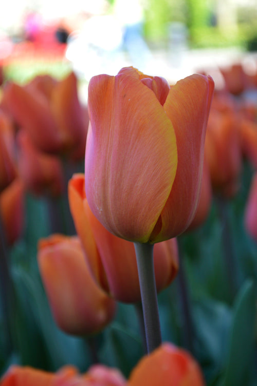 Tulipe Kings Orange - Livraison en France