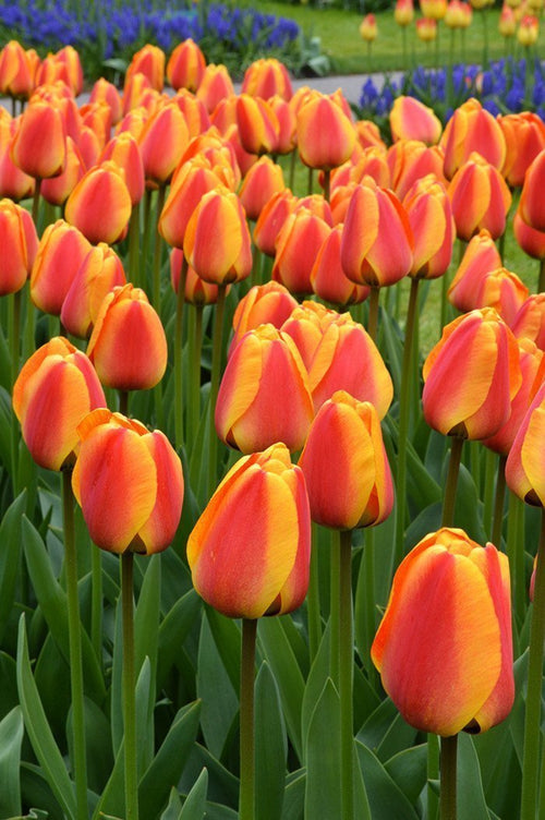 Tulipe Apeldoorn's Elite - Bulbes à fleurs de DutchGrown™