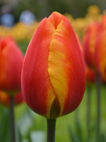 Tulipe Apeldoorn’s Elite