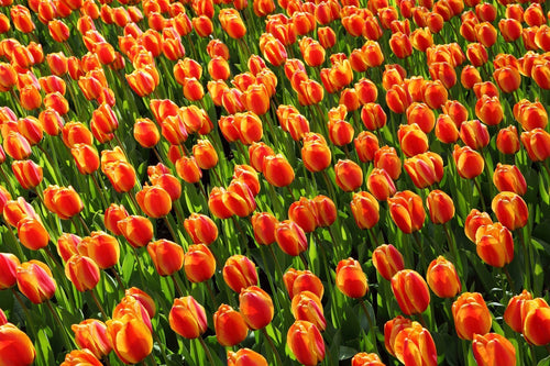 Tulipe Apeldoorn's Elite - Livraison en France