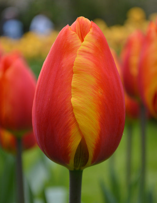 Acheter des bulbes de tulipes - Tulipe Apeldoorn's Elite