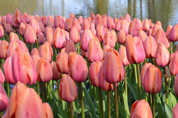 Tulipe Apricot Impression - Livraison en France