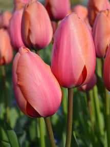 Tulipe Apricot Impression