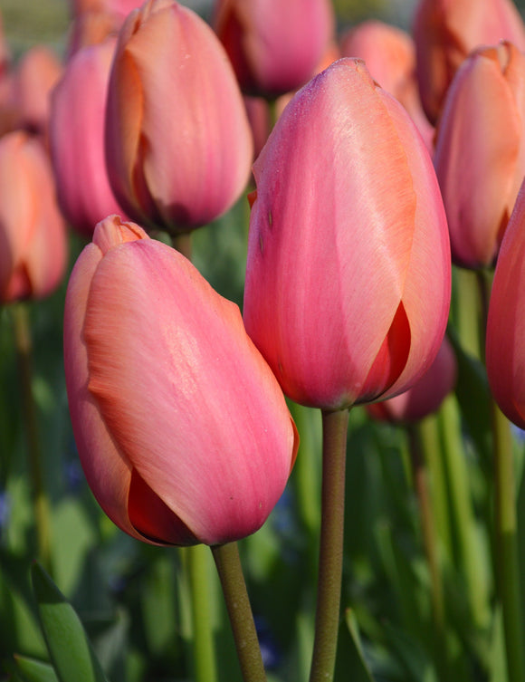 Bulbes de tulipes - Tulipe Apricot Impression