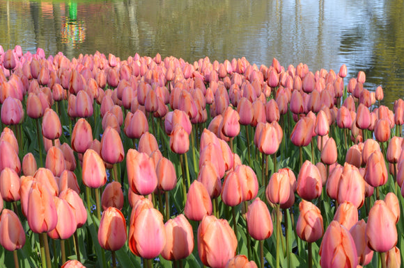 Apricot Impression - Bulbes à fleurs de DutchGrown™