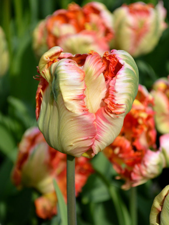Tulipe Apricot Parrot - Bulbes à fleurs de DutchGrown™
