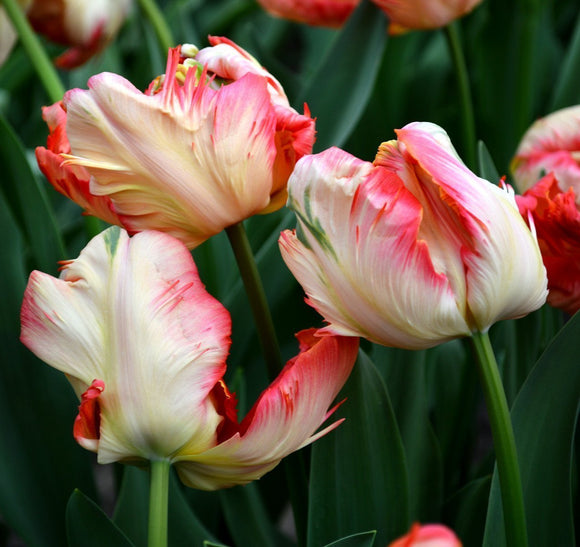 Achetez des bulbes de tulipes - Apricot Parrot