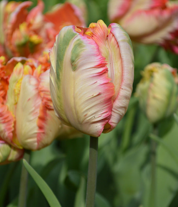 Acheter des bulbes de tulipes - Apricot Parrot