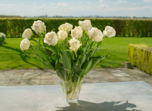 Tulipe Avant Garde - Bulbes à fleurs de DutchGrown™